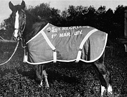 The Horse That Crossed the Atlantic: The Story of Reckless