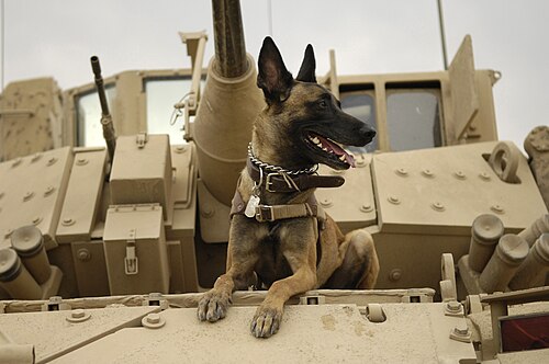 The War Dog Who Warned His Unit of an Ambush